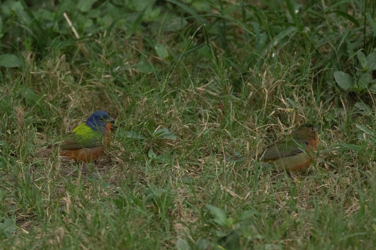 Painted Bunting - ML617772778