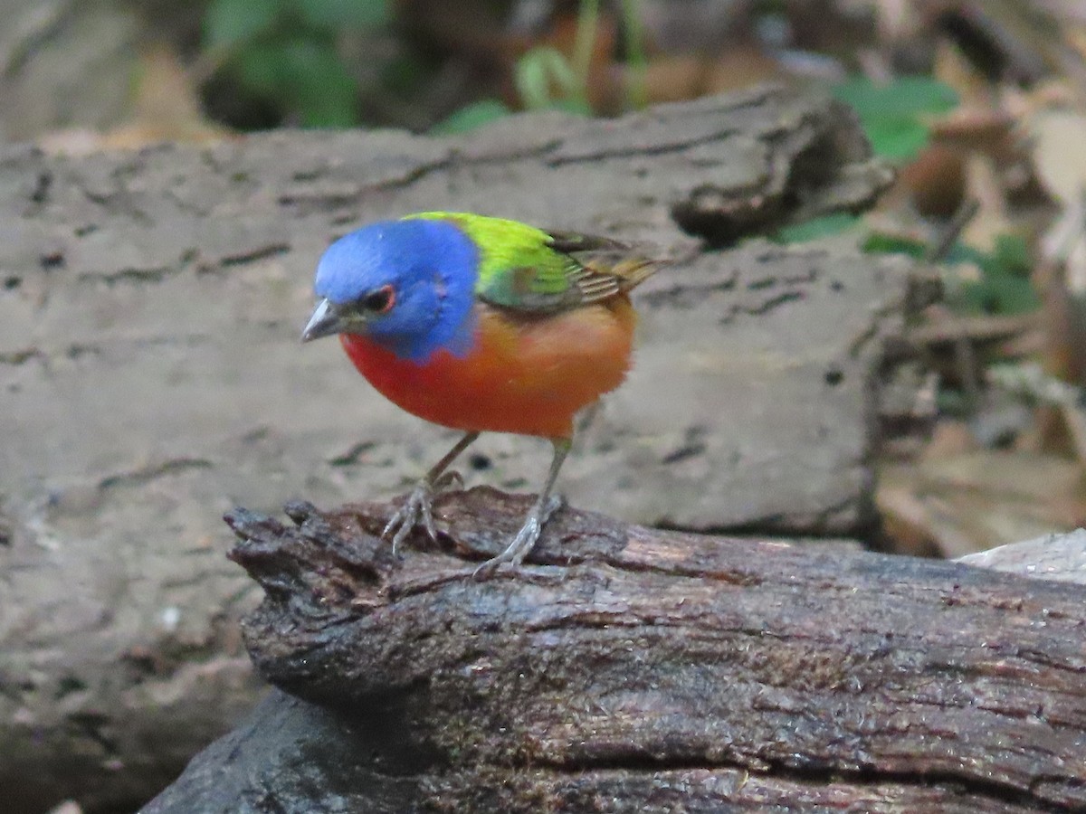 Painted Bunting - ML617772787
