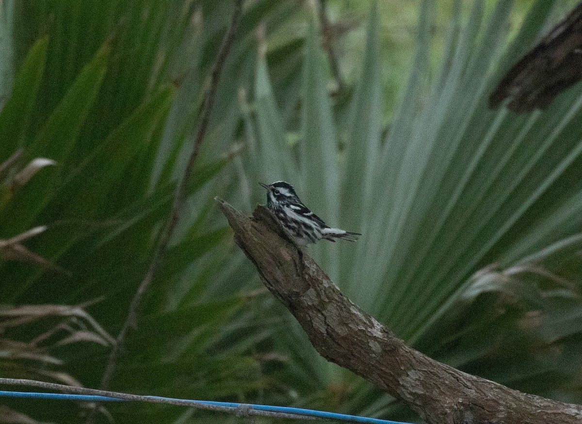 Black-and-white Warbler - ML617772802