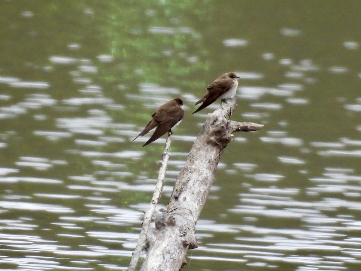 Northern Rough-winged Swallow (Northern) - ML617772833