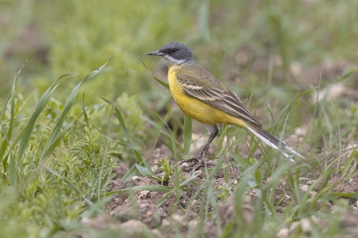 Western Yellow Wagtail - Marco Valentini