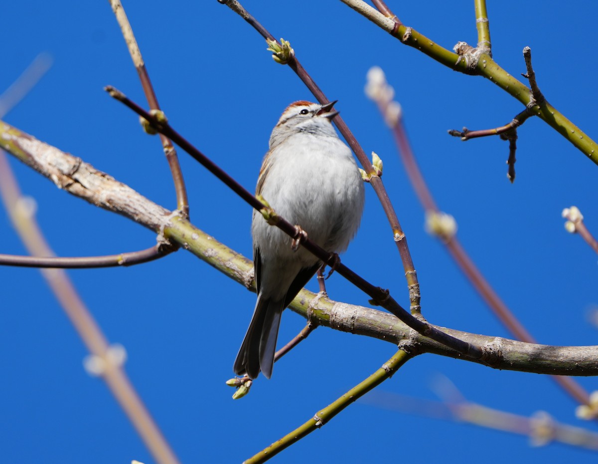 Chipping Sparrow - ML617772887