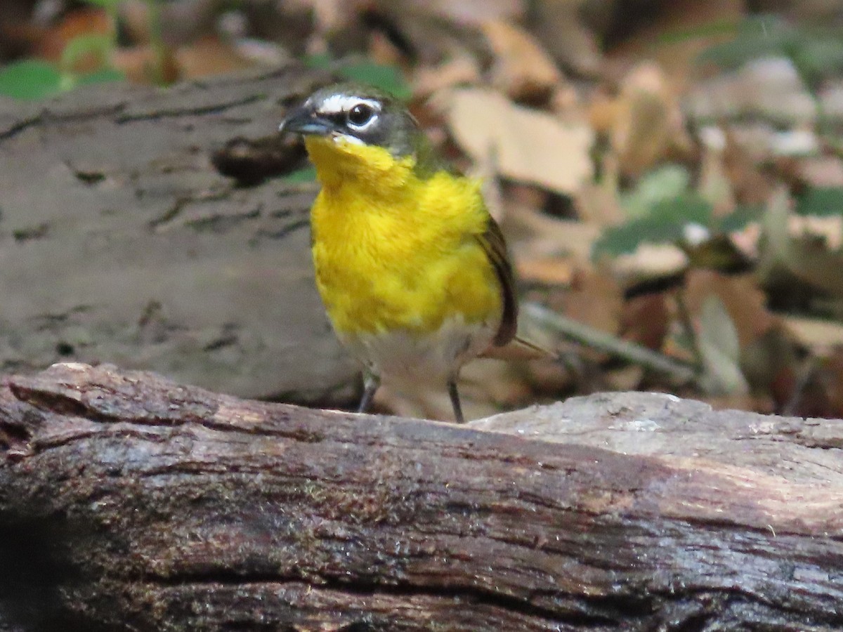 Yellow-breasted Chat - ML617772890