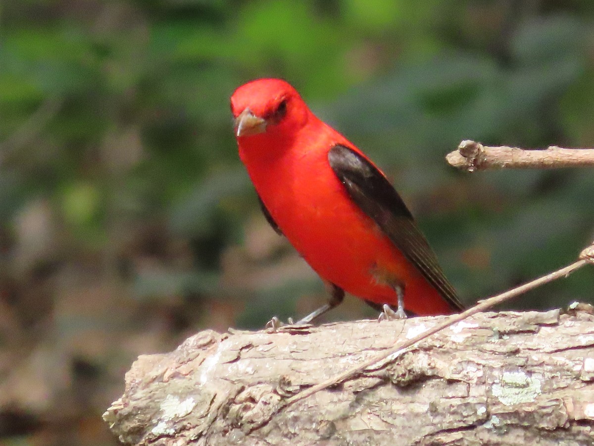Scarlet Tanager - ML617772912