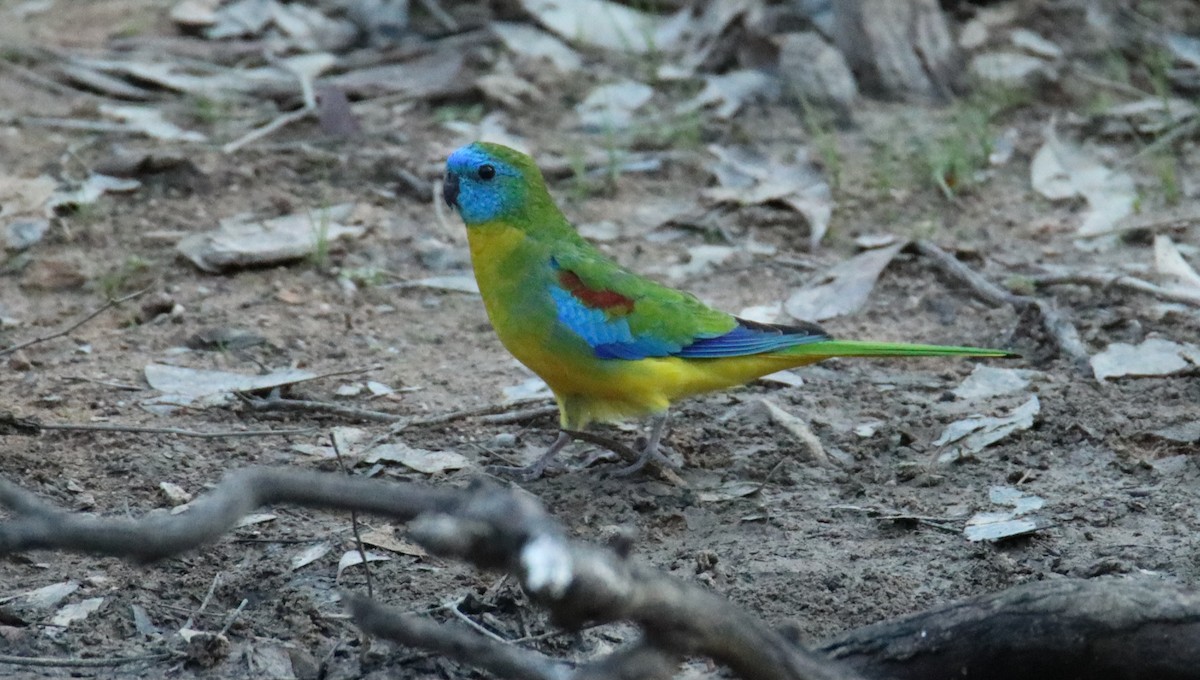 Turquoise Parrot - ML617772967