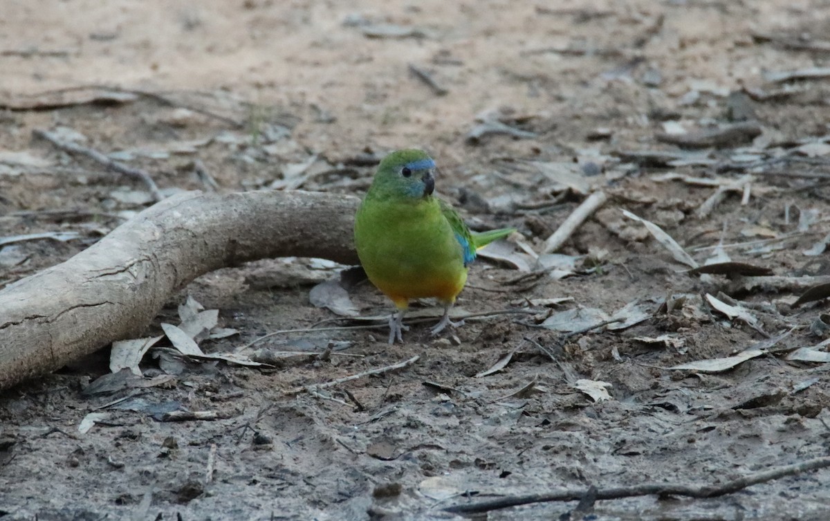 Turquoise Parrot - ML617772968