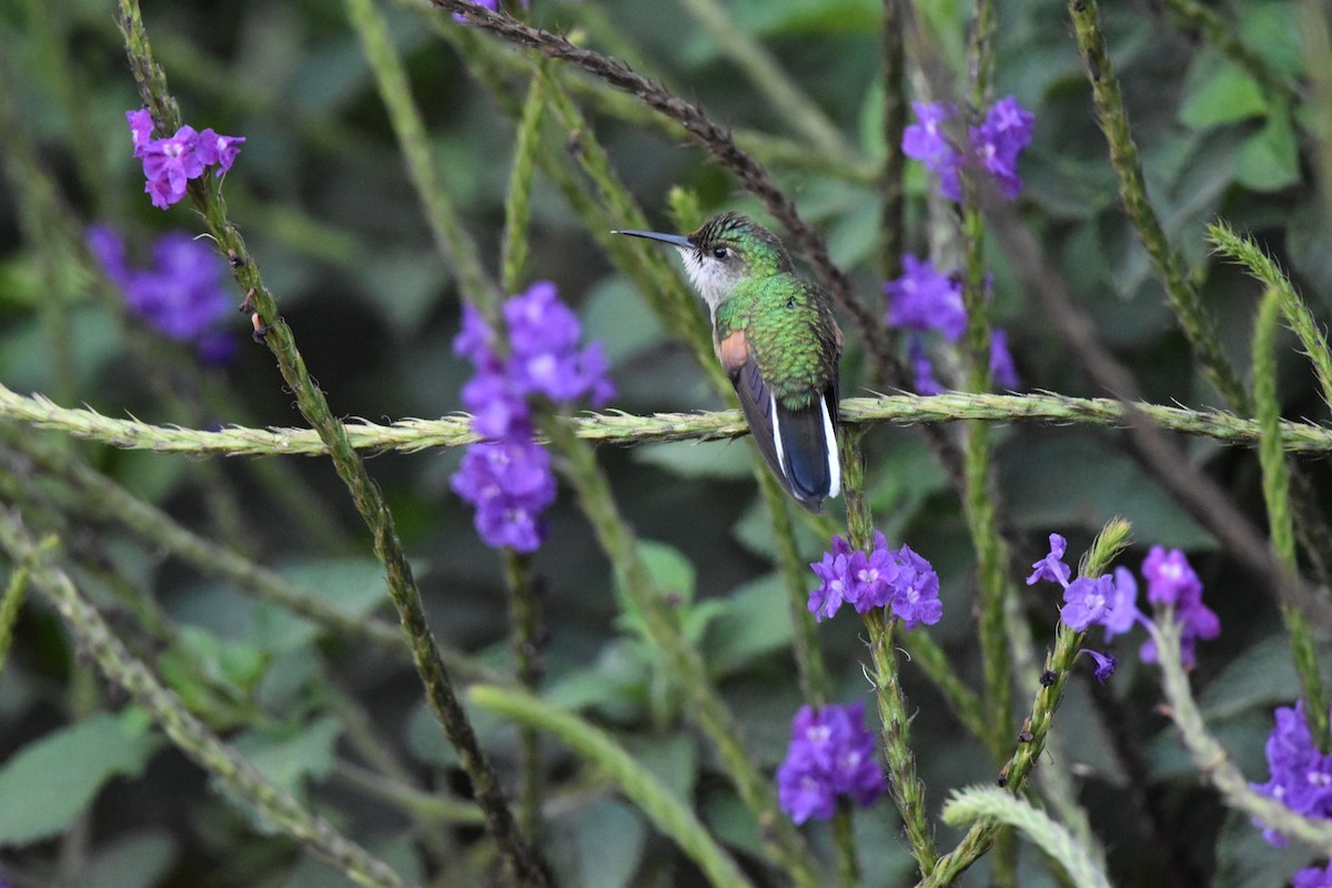 Stripe-tailed Hummingbird - ML617772993