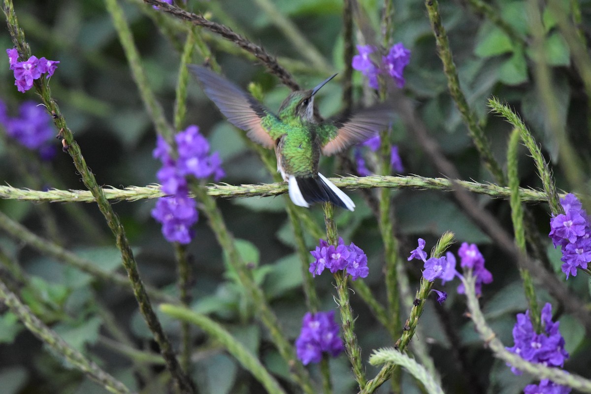 Stripe-tailed Hummingbird - Sierra and Calvin Tang