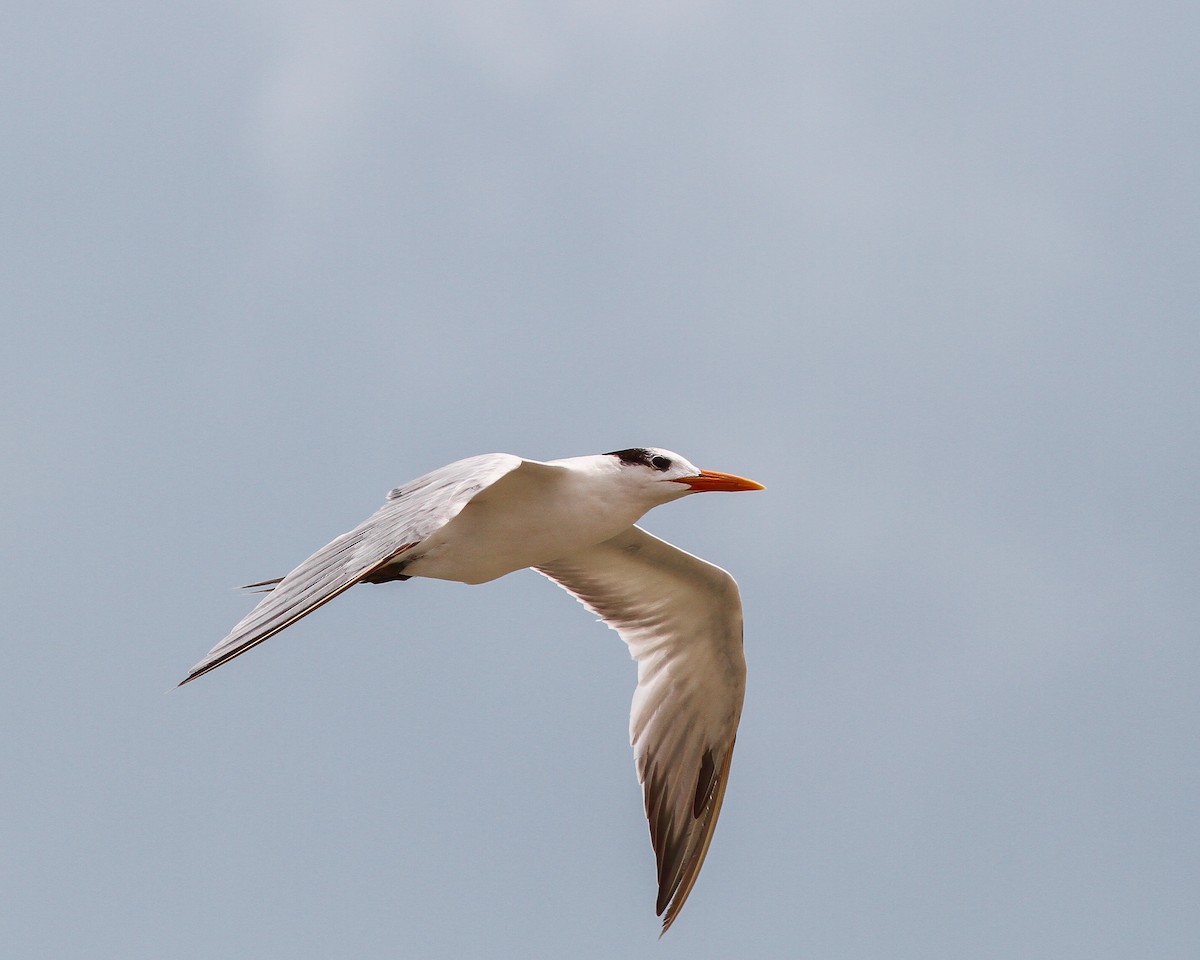 Royal Tern - Per Smith