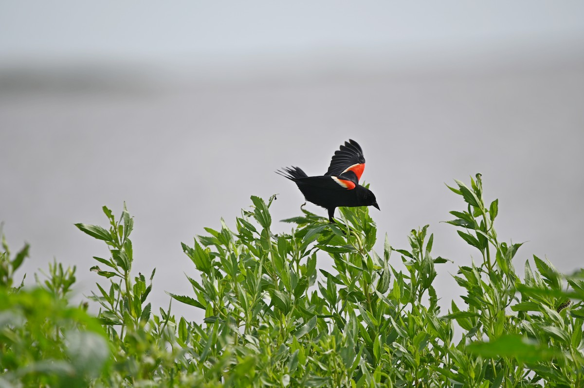 Red-winged Blackbird - ML617773041