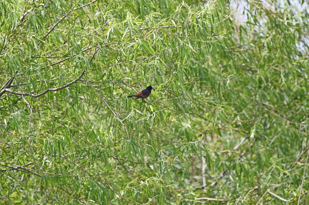 Orchard Oriole - ML617773043