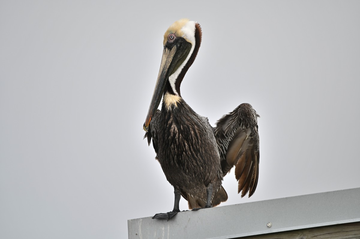 pelikán hnědý - ML617773074
