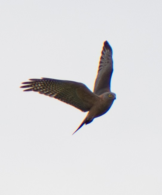 Collared Sparrowhawk - ML617773108