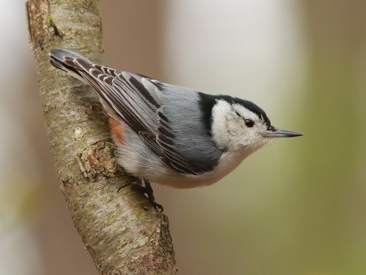 White-breasted Nuthatch - ML617773167
