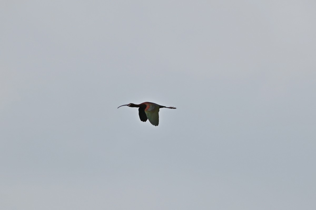 ibis americký - ML617773168