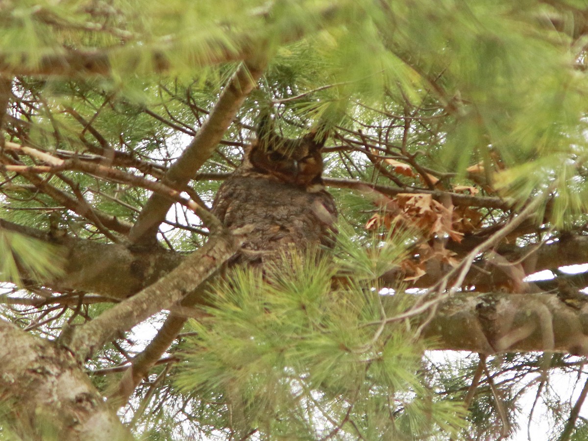 Great Horned Owl - ML617773172