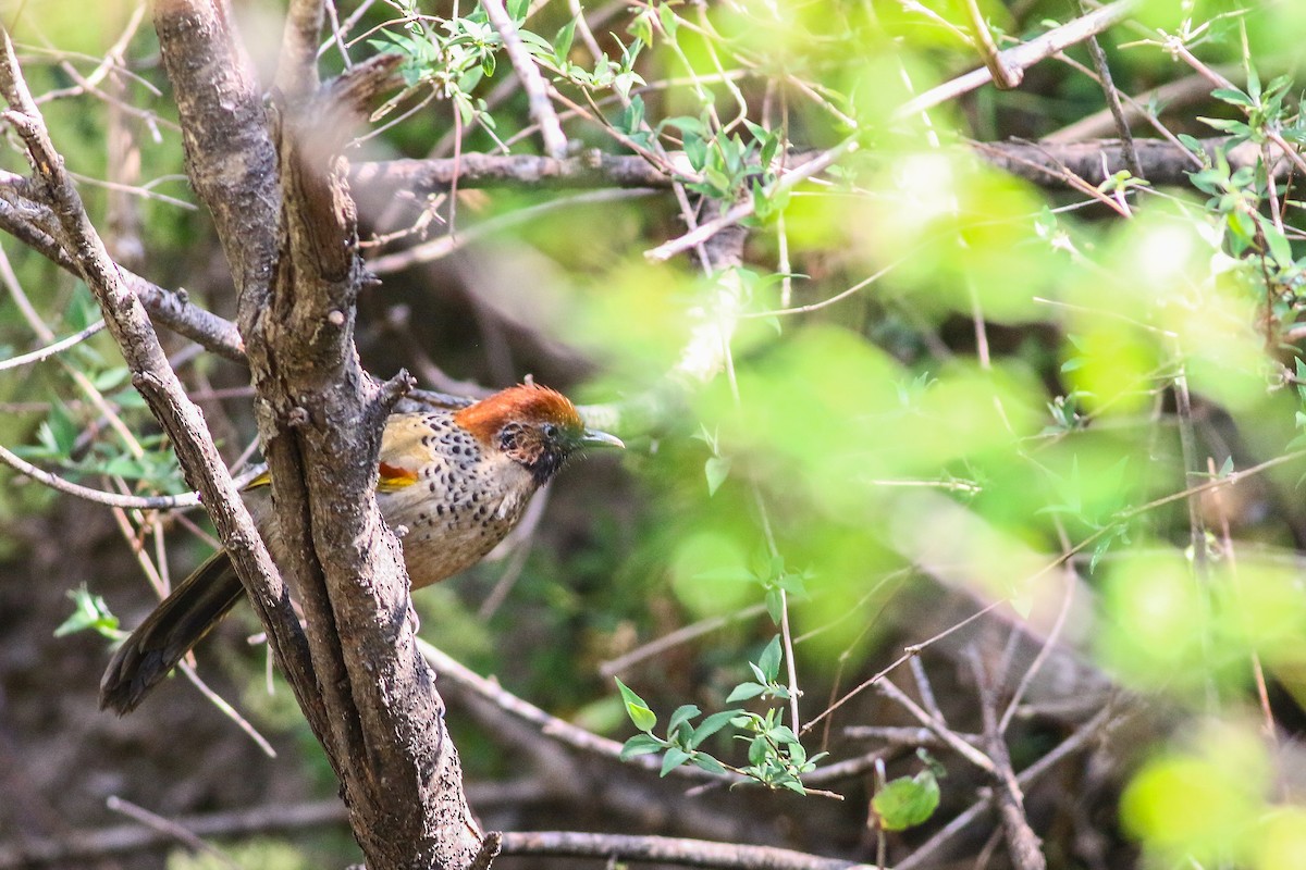 Chestnut-crowned Laughingthrush - ML617773173