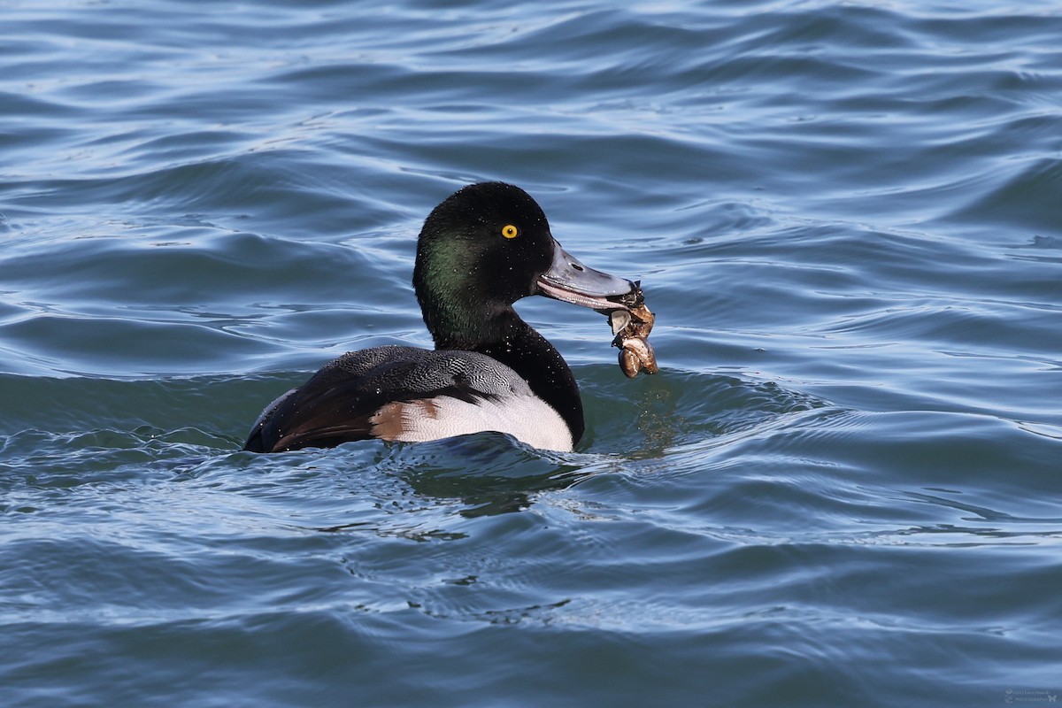 Greater Scaup - ML617773219