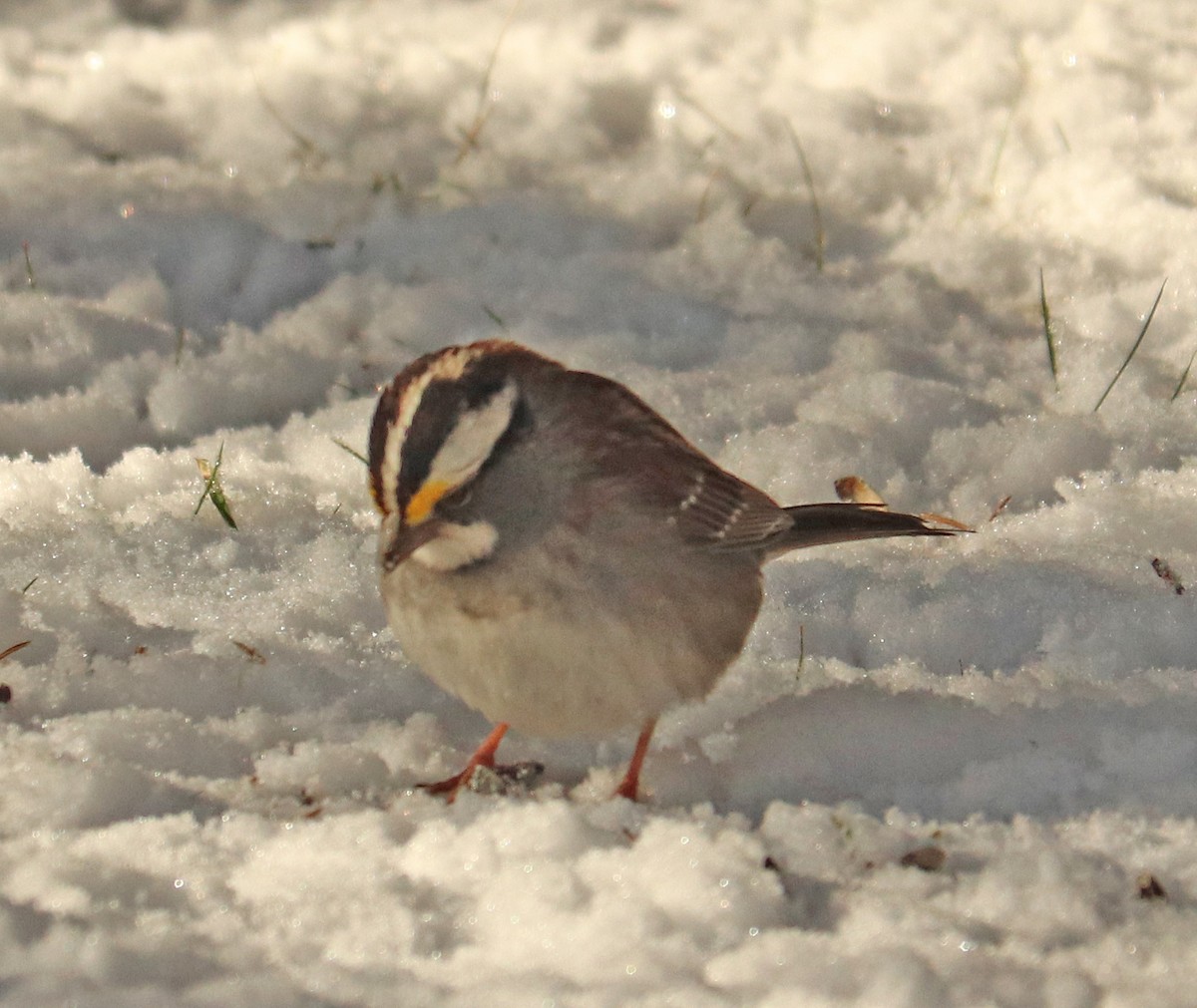 White-throated Sparrow - Jean Laperrière COHL