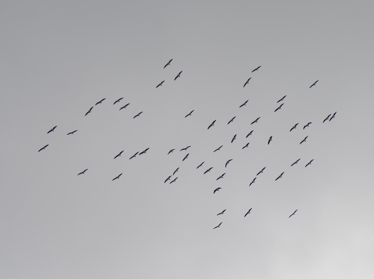 ibis slámokrký - ML617773293