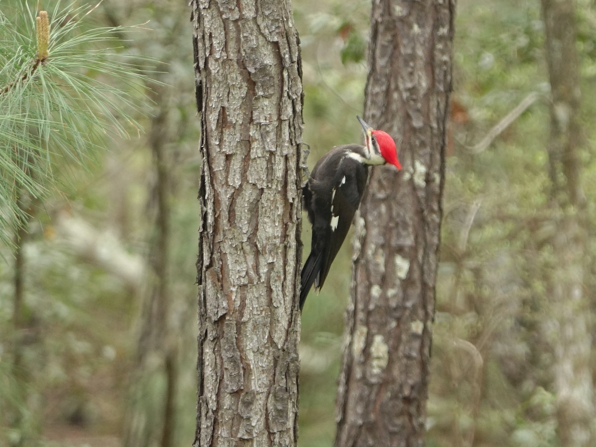 Pileated Woodpecker - Frank Marenghi