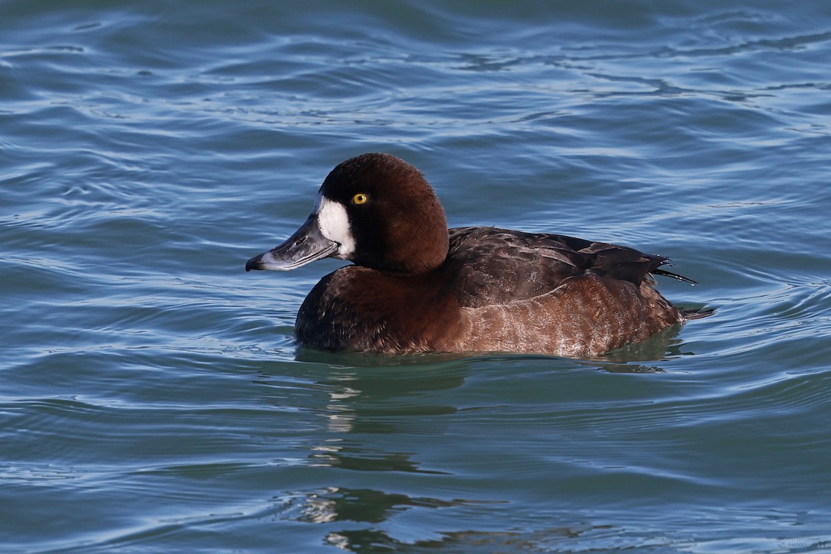 Greater Scaup - ML617773383