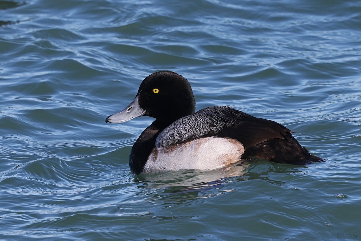 Greater Scaup - ML617773384