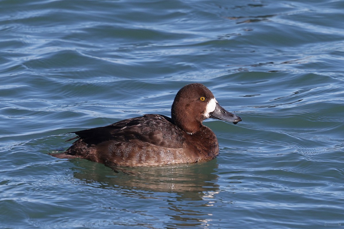Greater Scaup - ML617773386