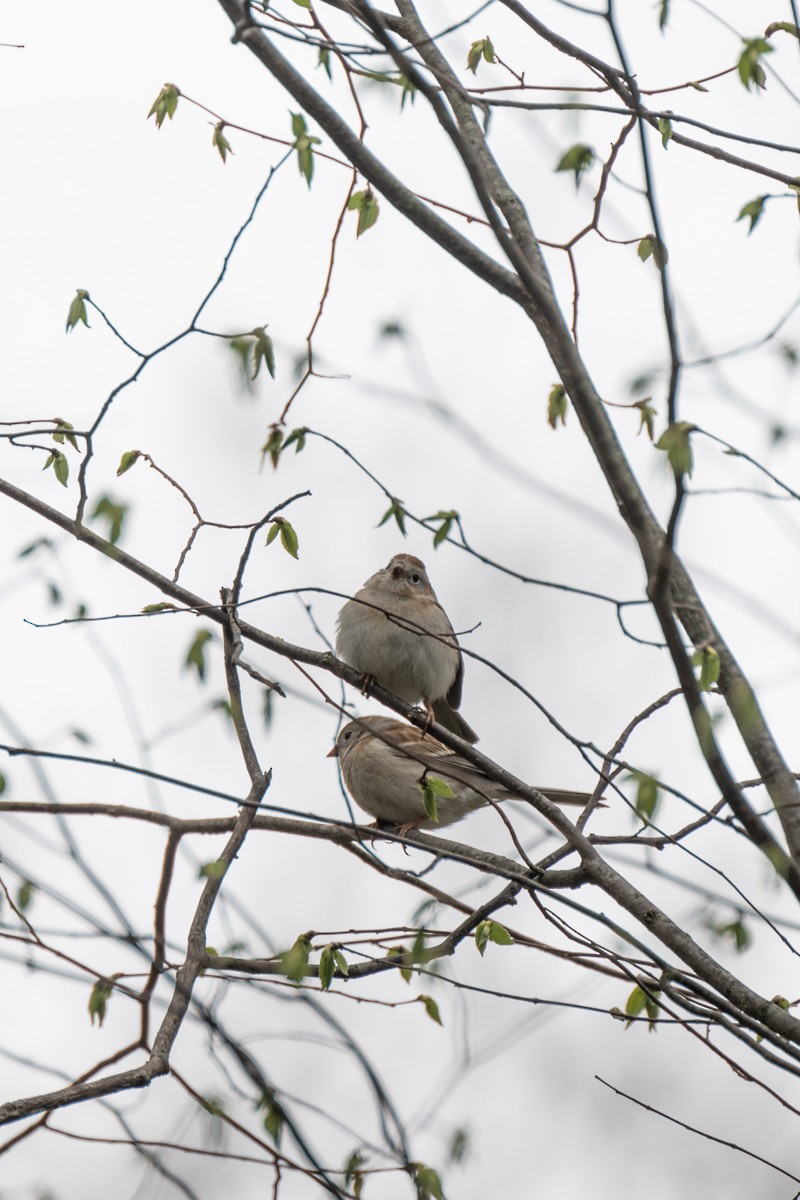 Field Sparrow - Michael Barath