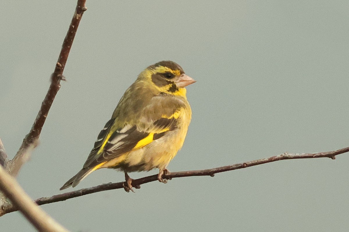 Yellow-breasted Greenfinch - ML617773434