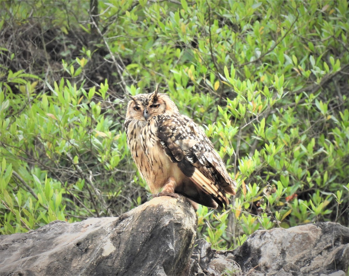 Rock Eagle-Owl - Sahana M