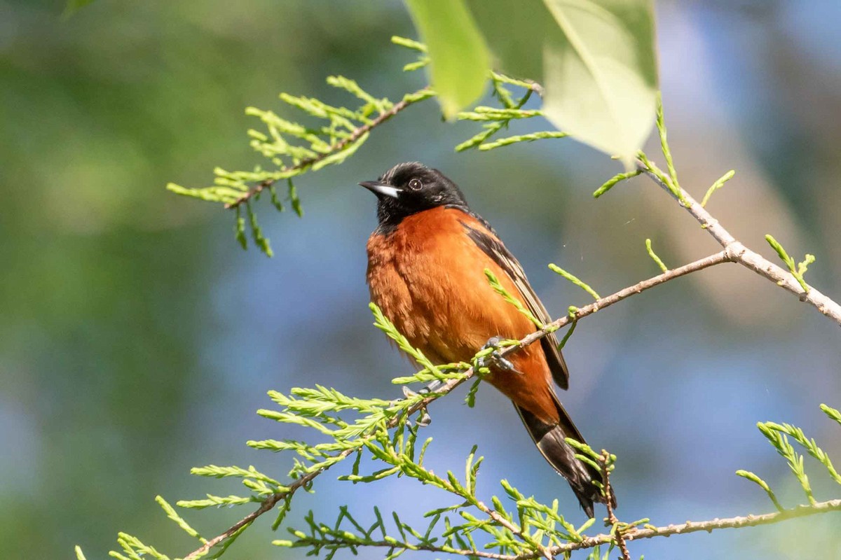 Orchard Oriole - ML617773463