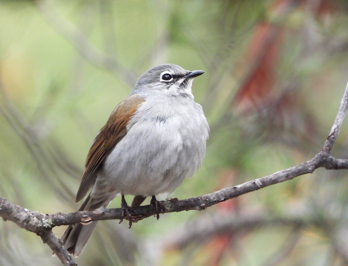 Brown-backed Solitaire - ML617773469