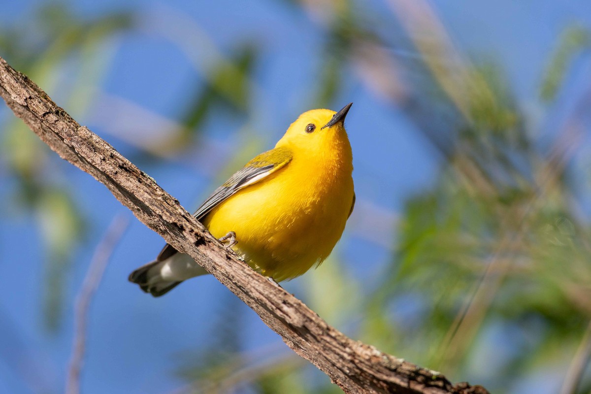 Prothonotary Warbler - ML617773474