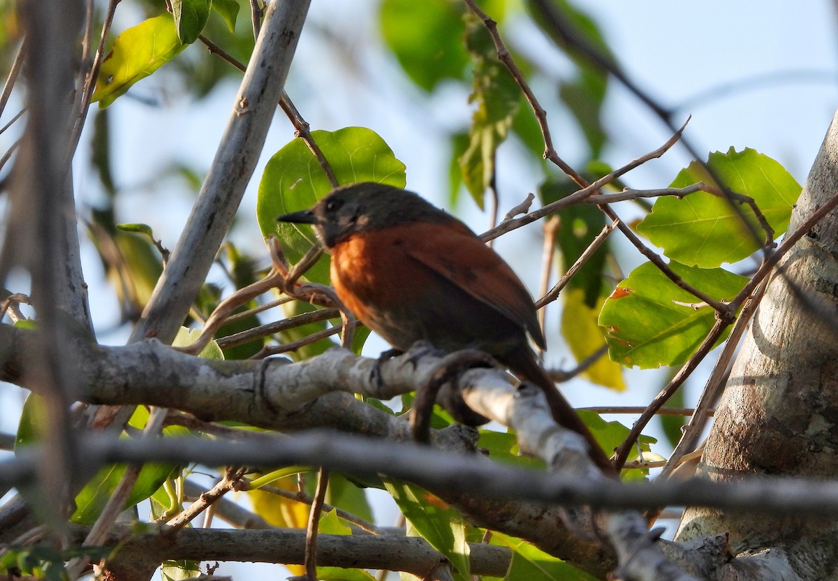 Rufous-breasted Spinetail - ML617773477