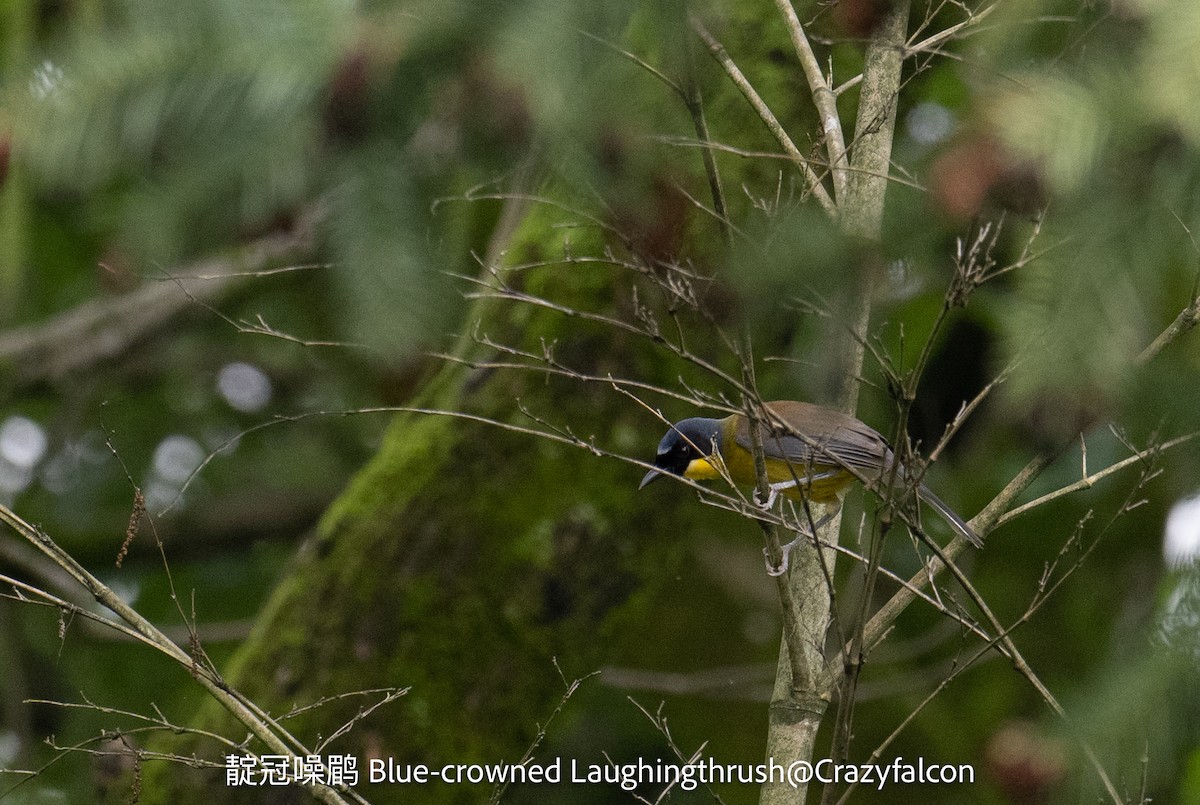 Blue-crowned Laughingthrush - Qiang Zeng