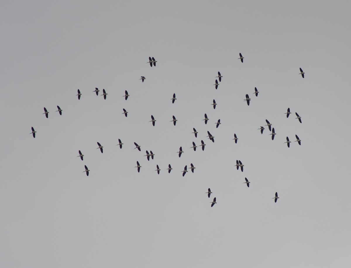 ibis slámokrký - ML617773547