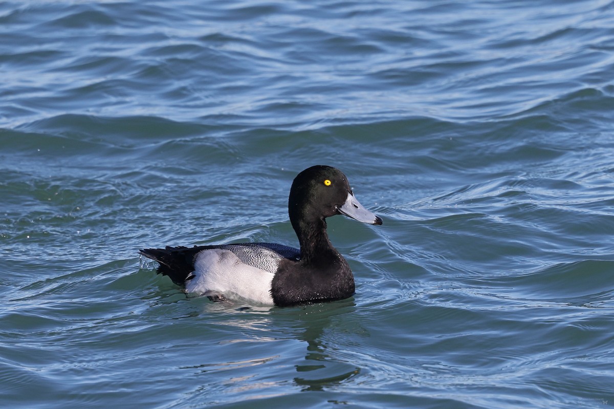 Greater Scaup - ML617773567