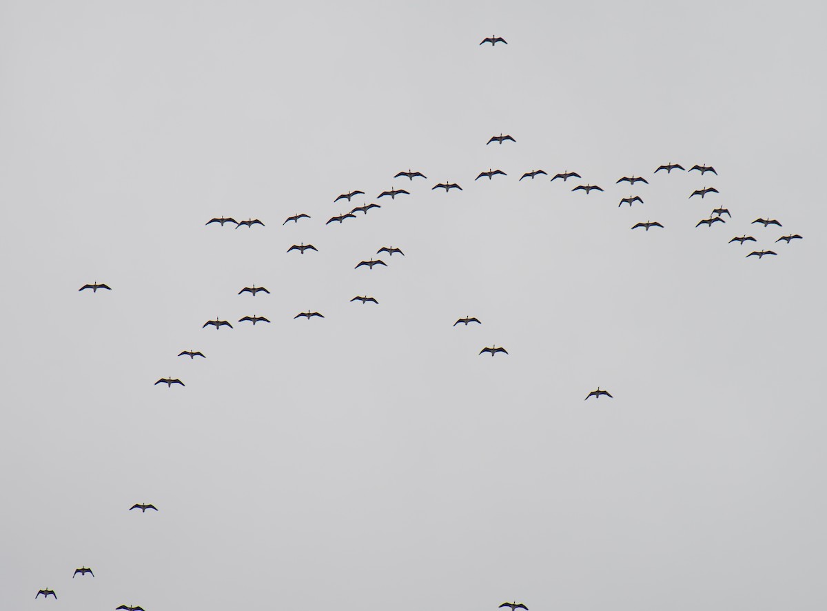 ibis slámokrký - ML617773575