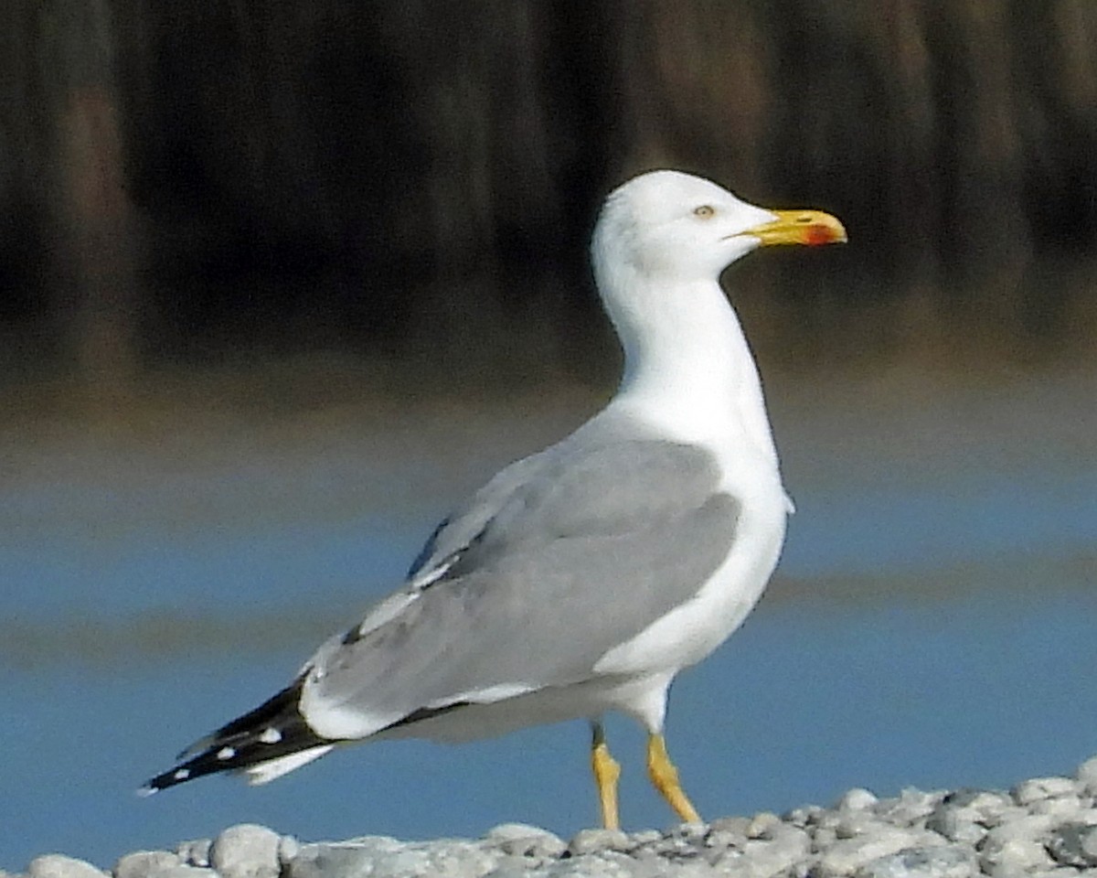 Yellow-legged Gull - ML617773579