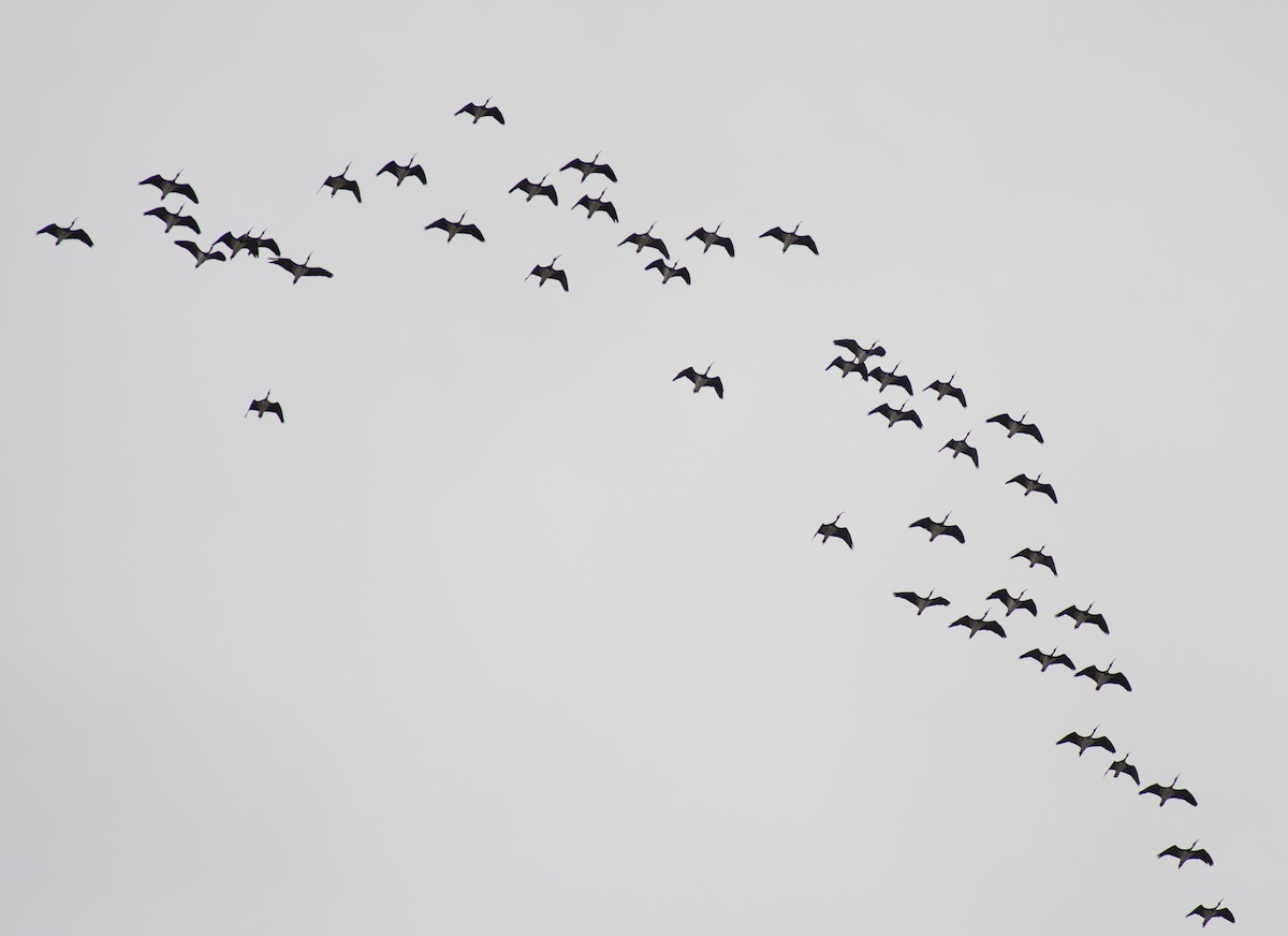ibis slámokrký - ML617773589
