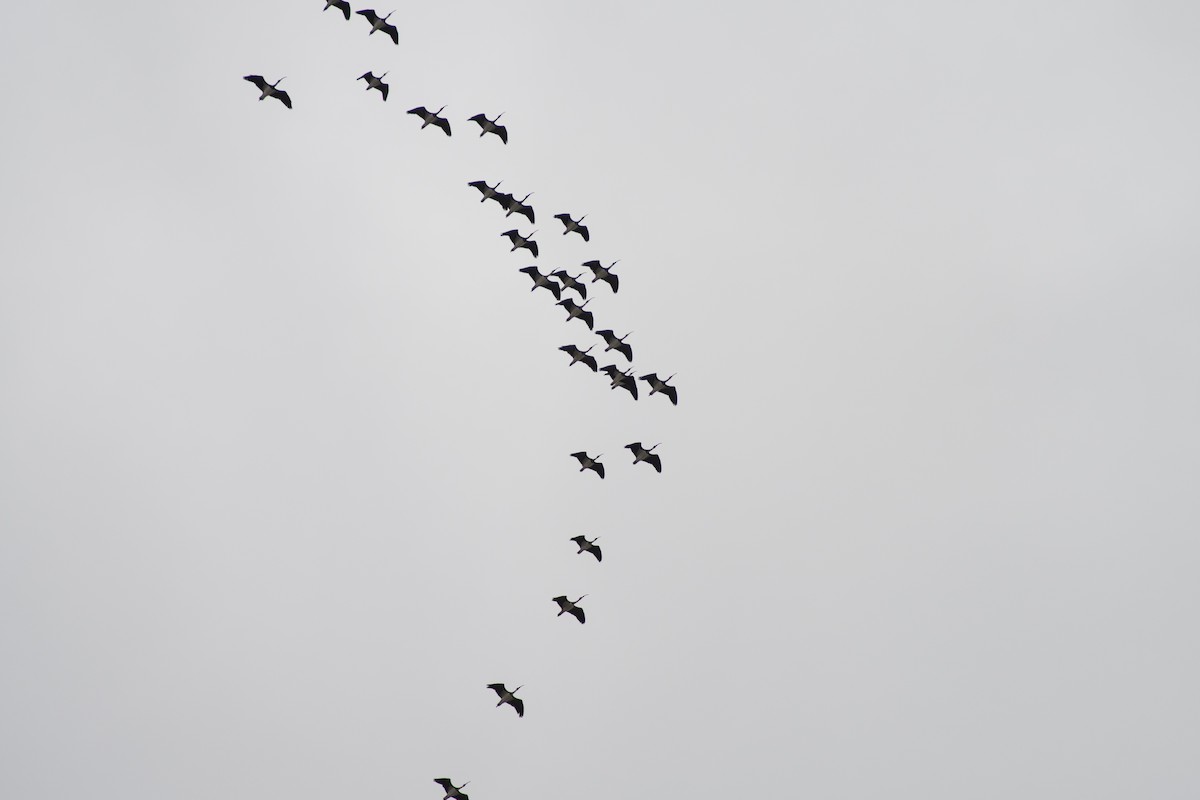 ibis slámokrký - ML617773599