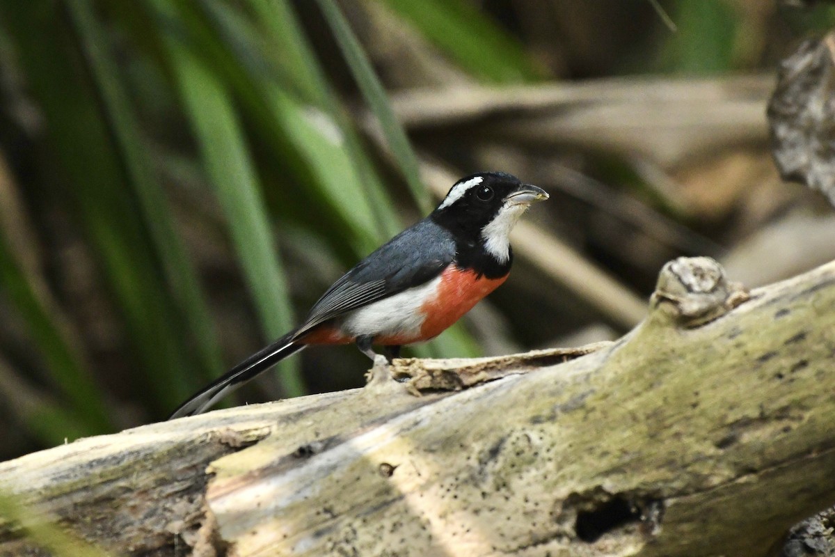 Red-breasted Chat - ML617773614