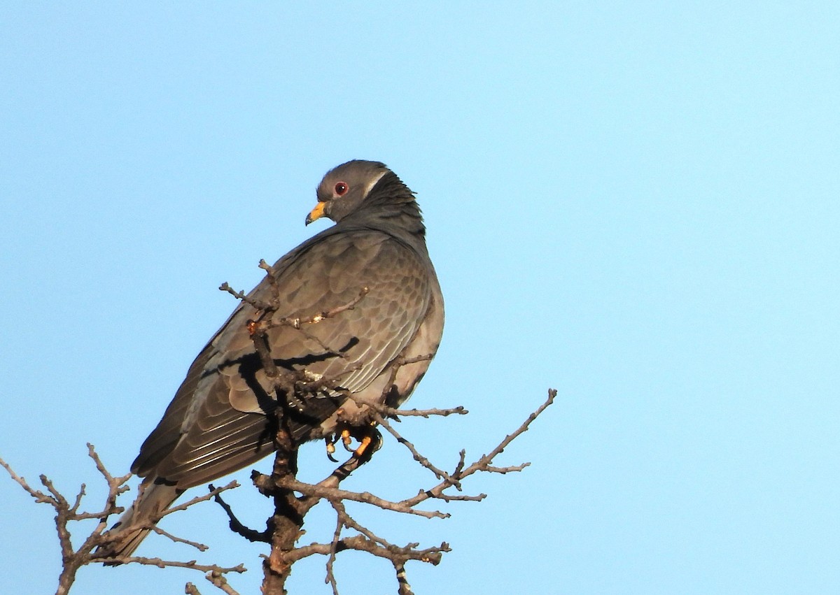 Band-tailed Pigeon - ML617773633