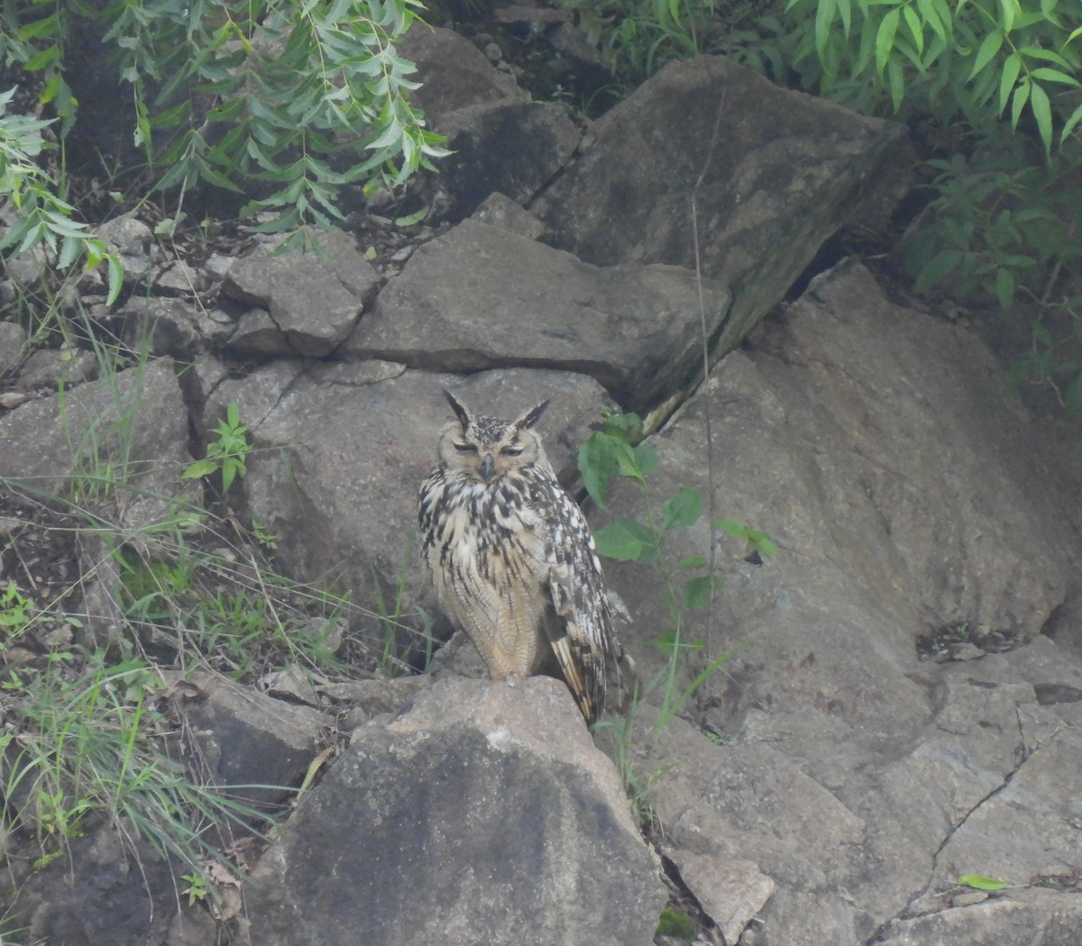 Rock Eagle-Owl - Sahana M