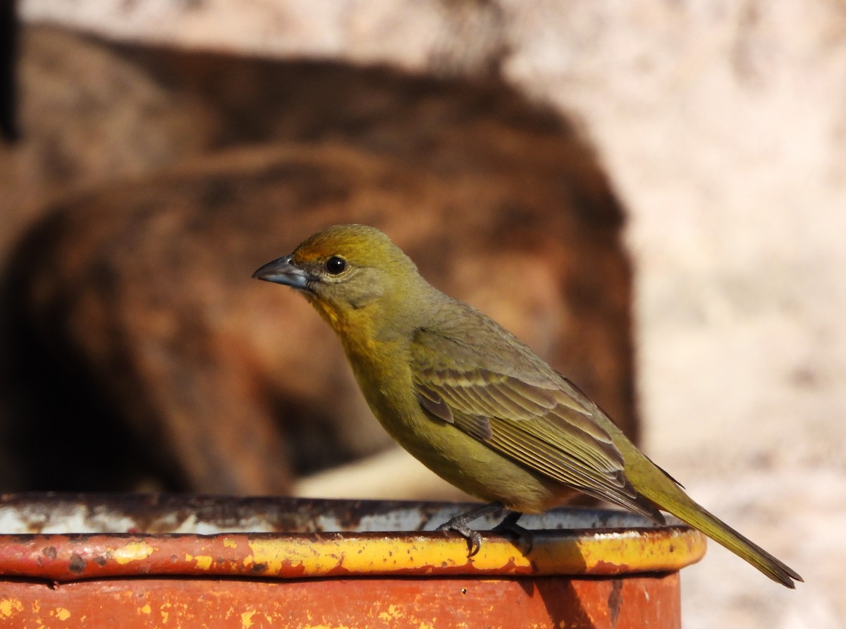Hepatic Tanager - ML617773655