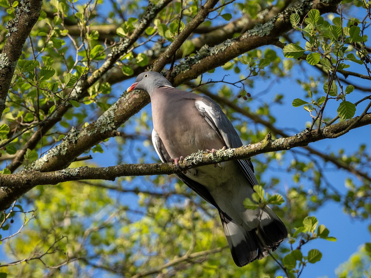 Common Wood-Pigeon - Antton Korta