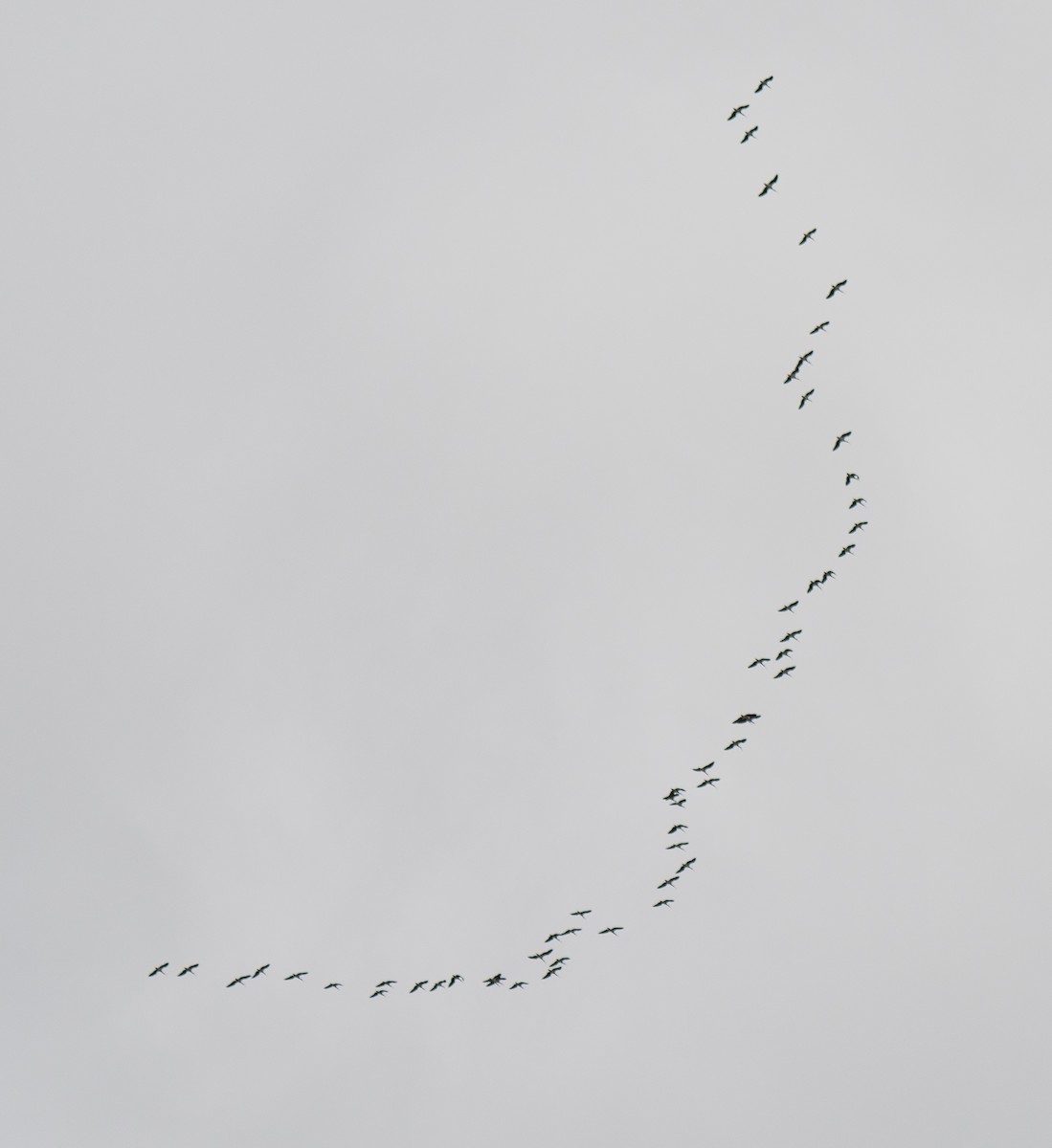 ibis slámokrký - ML617773724