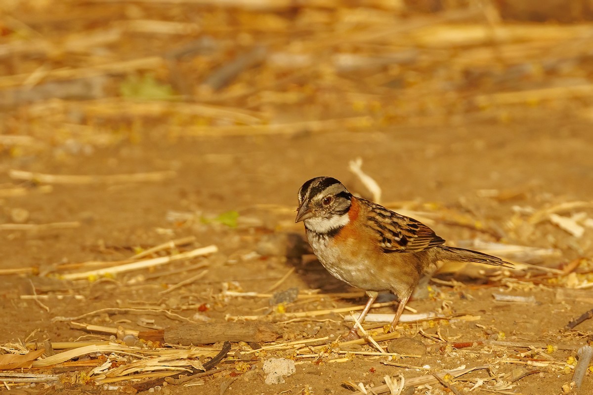 Rufous-collared Sparrow - ML617773738