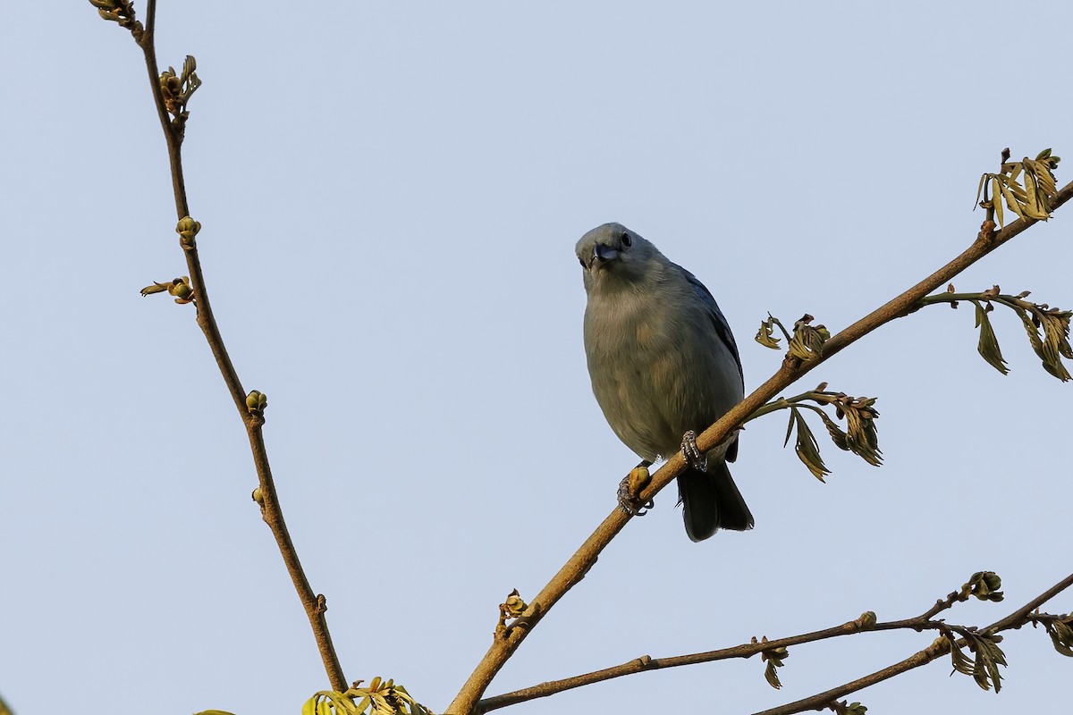 Blue-gray Tanager - ML617773756